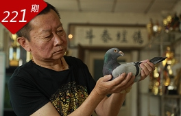 京城鸽语者